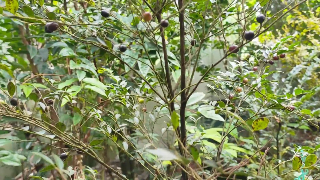 Quả cây tùng đen khi non có màu xanh, khi chín chuyển sang màu đen