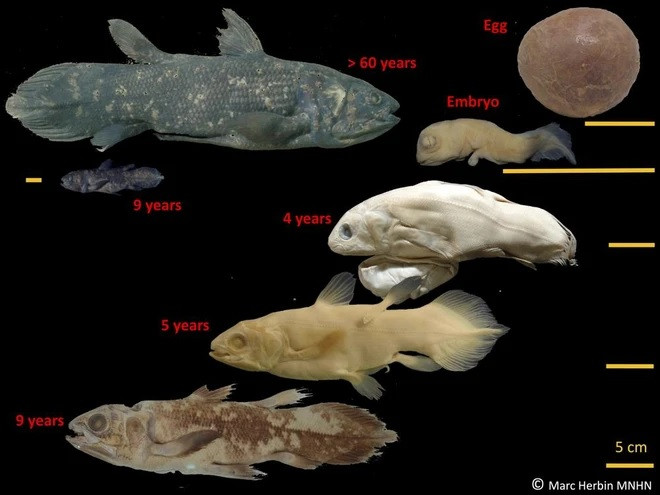 Loài cá Coelacanth sống ở vùng nước sâu, có kích thước to lớn, di chuyển chậm chạp. Là loài cá sống về đêm này có tốc độ trưởng thành vô cùng chậm chạp và có thể sống tới 100 năm. Ảnh: AP.