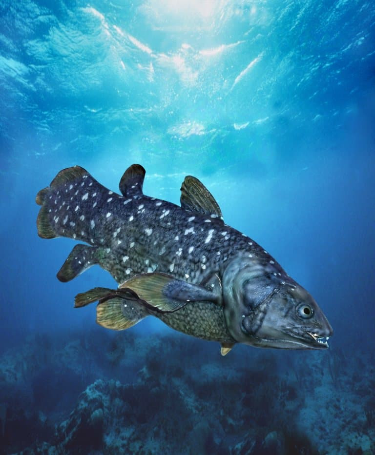 Giới nghiên cứu cho rằng, quá trình mang thai ở cá Coelacanth kéo dài khoảng 5 năm. Ảnh: Factanimal.