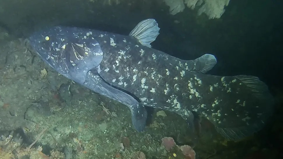 Cá Coelacanth sở hữu đôi mắt vô cùng tinh tường và có chứa "tapetum lucidum" (chất phản quang như ở mắt mèo). Do vậy, chúng có thể di chuyển tự do tại các vùng biển sâu dưới đại dương và không dễ bị kẻ thù "tóm được". Ảnh: Bruce Henderson.