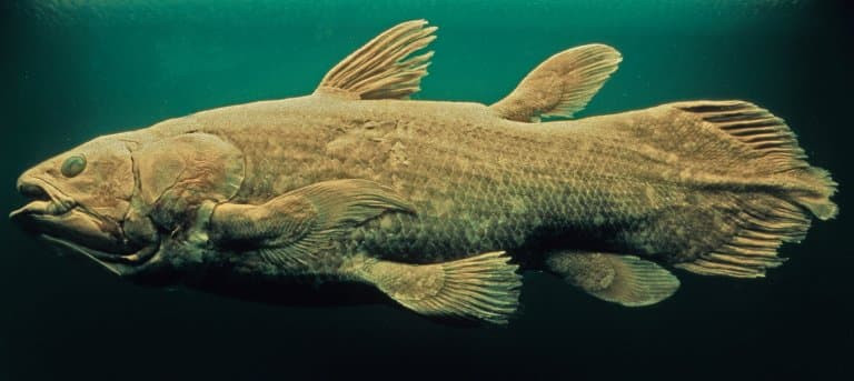 Khi nghiên cứu về cá Coelacanth, các nhà khoa học nhận thấy chúng có cấu trúc cơ thể rất độc đáo. Đây là loài động vật còn sống duy nhất được biết đến có khớp nối trong hộp sọ, gần như tách biệt hoàn toàn nửa trước và sau của hộp sọ ngay từ bên trong. Ảnh: Factanimal.