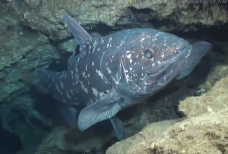 Kể từ đó, giới chuyên gia đã thực hiện nhiều nghiên cứu về loài cá Coelacanth. Do số lượng cá thể ở trong tự nhiên rất thấp nên loài cá này được xếp ở mức Cực kỳ nguy cấp (IUCN 3.1). Ảnh: Factanimal.