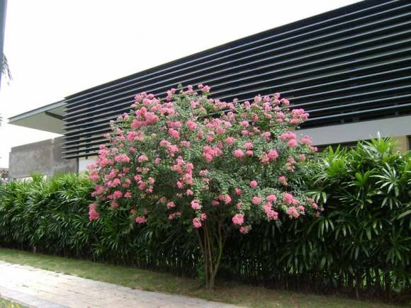 Cây hoa tường vi trồng trước nhà có tốt hay không? Cay hoa tuong vi trong truoc nha co tot hay khong?