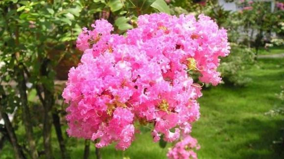 Cây hoa tường vi trồng trước nhà có tốt hay không? - Hình 3 Cay hoa tuong vi trong truoc nha co tot hay khong?-Hinh-3