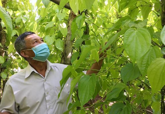 Trong cay trau khong truoc nha co tot hay khong?