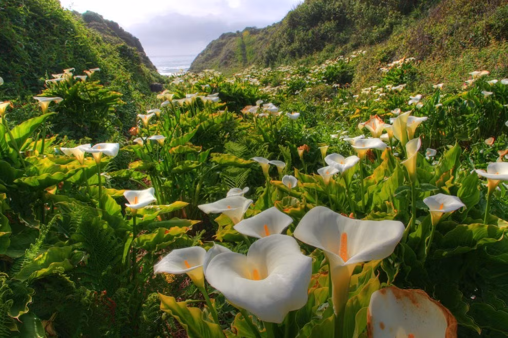 Hoa lan ý tuyệt đẹp ở công viên Garrapata, California.