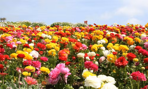 Với hơn 50 mẫu hoa khác nhau, cánh đồng hoa cao lương ở Carlsbad, California, Mỹ trở nên rực rỡ mỗi mùa xuân đến (từ tháng 3 đến tháng 5).