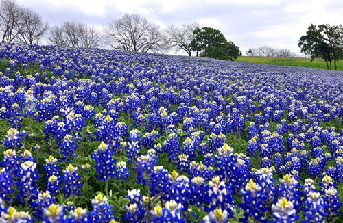 Cánh đồng hoa Bluebonnet ở Texas, Mỹ đẹp nhất vào tháng 3 và tháng 4.