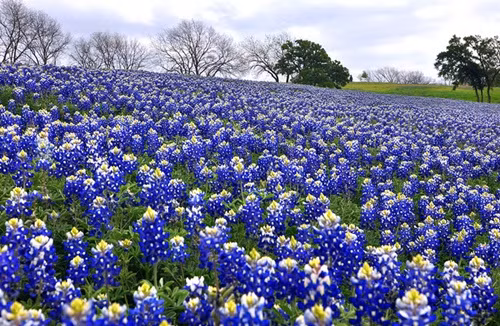 Cánh đồng hoa Bluebonnet ở Texas, Mỹ đẹp nhất vào tháng 3 và tháng 4.