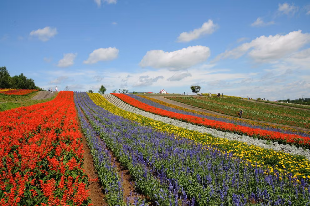 Vườn hoa Shikisai-no-oka, ở Biei, Nhật Bản miễn phí vé vào cửa cho du khách.
