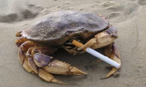 Cua hút thuốc vô cùng điệu nghệ.