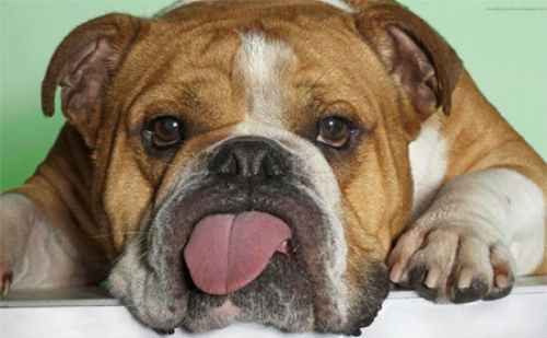 Emily Mabou, một phụ nữ người Ghana đã kết hôn với con chó cưng sau khi tìm thấy những phẩm chất của người cha quá cố.