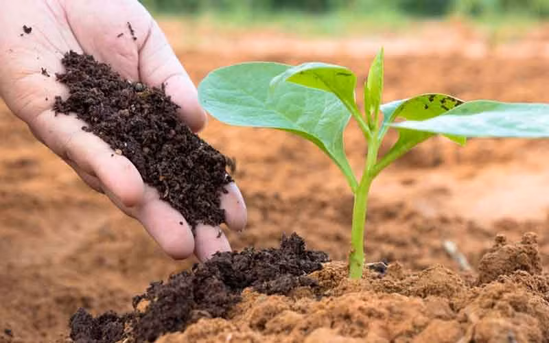 Nhóm nhà khoa học Việt sản xuất phân bón từ nước thải Nhom nha khoa hoc Viet san xuat phan bon tu nuoc thai