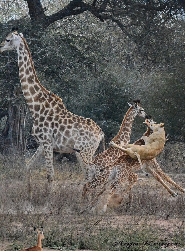 Cú nhảy cực nhanh của con sư tử đã giúp nó dễ dàng cắn vào cổ một chú hươu cao cổ con.
