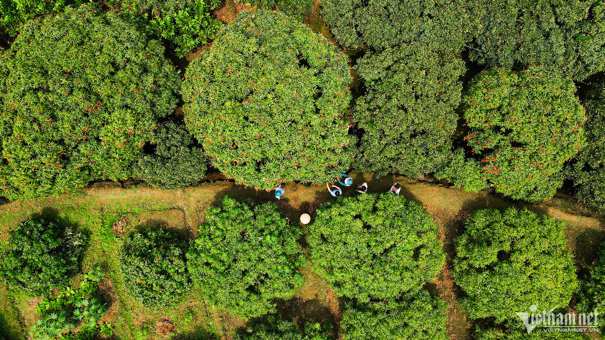 Tỉnh Hải Dương hiện có khoảng 9.700ha vải, được trồng tập trung chủ yếu tại huyện Thanh Hà và TP Chí Linh. Những ngày đầu mùa, người dân bắt đầu ra vườn thu hoạch một số giống vải chín sớm có năng suất cao như u trứng trắng, u trứng gai.