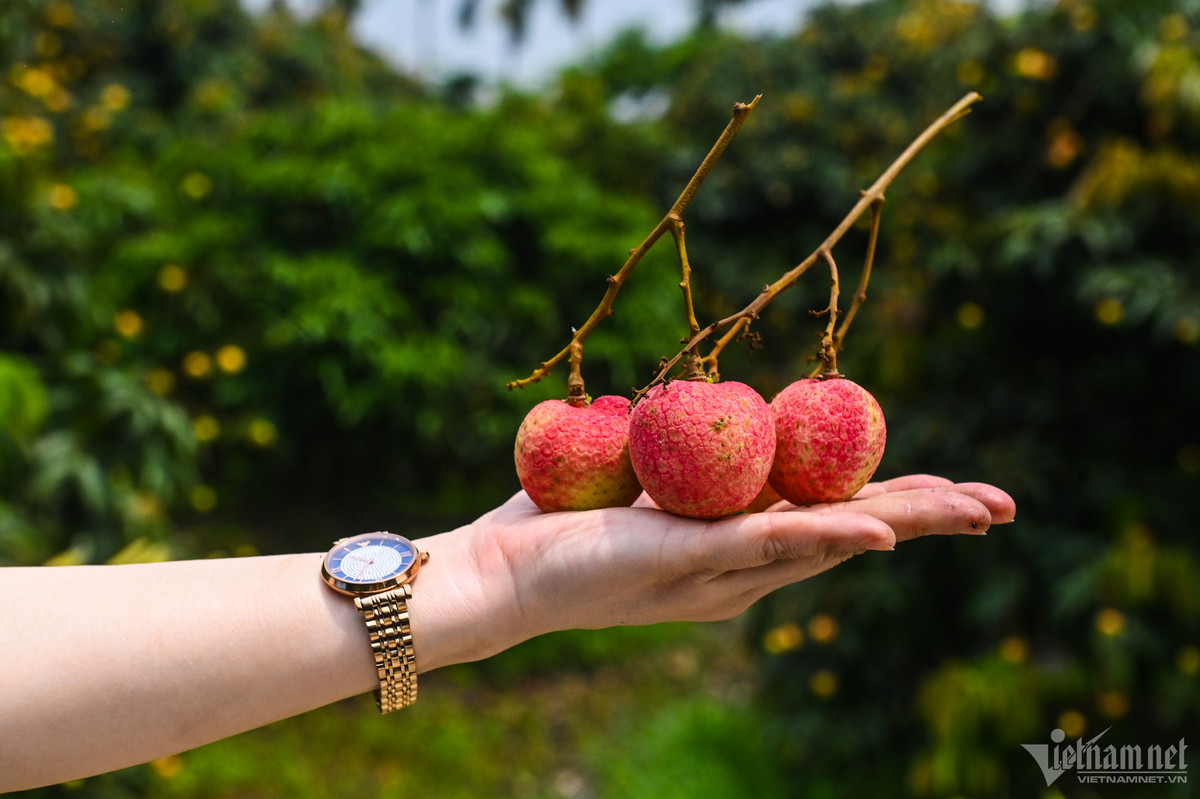 Một số hộ dân chăm bón tốt đã cho ra quả vải có kích thước đường kính lên tới 4cm. 1kg vải u trứng trắng chỉ khoảng 18-20 quả, thường được khách hàng tìm đến tận vườn mua làm quà biếu.