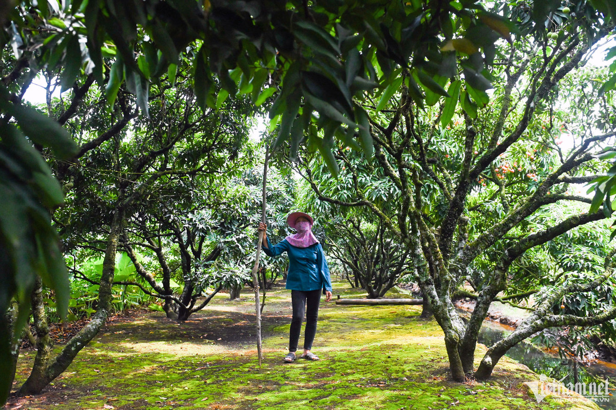 Trong số những người trồng vải Thanh Hà, phóng viên gặp bà Phạm Thị Hoa (ở xã Thanh Quan, Thanh Hà, Hải Dương). vườn của bà Hoa rộng 1,5 mẫu, trồng chủ yếu các loại vải u trứng trắng, trứng gai, u hồng, tàu lai.