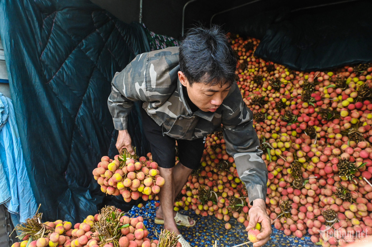 Trên thị trường, u trứng gai có giá khoảng 80.000-120.000 đồng/kg. Trong khi đó vải u trứng trắng đang bán với giá dao động từ 145.000-180.000 đồng/kg, tùy loại.