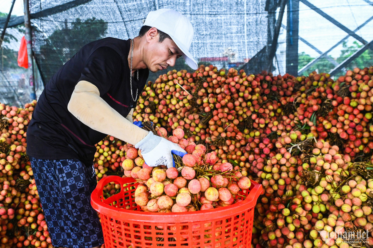 Vải u trứng trắng ngoài xuất khẩu còn chủ yếu bán cho các siêu thị lớn trong nước. Giá tại vườn từ 80.000 - 130.0000 đồng, hiện luôn trong tình trạng "cháy hàng".