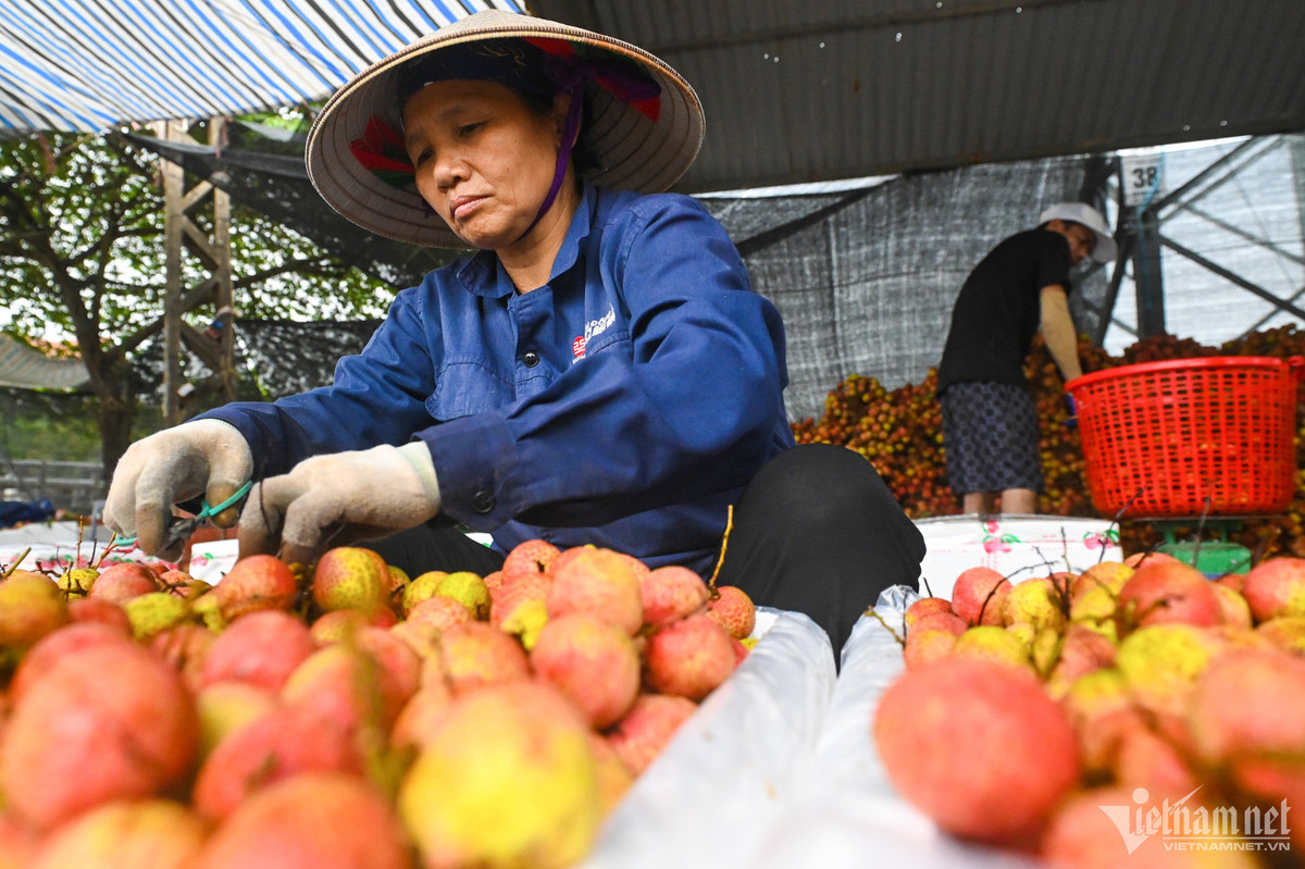 Bà Phạm Thị Tuyết (ở Xã Thanh Thuỷ) đang cắt tỉa vải thiều đóng hàng xuất khẩu sang Trung Quốc ở vựa vải của chị Vân Anh. Bà đã làm công việc này được 10 năm nay, thời gian làm mỗi vụ vải kéo dài khoảng 1 tháng. Tiền công được tính theo giờ đồng hồ, mỗi 1 giờ bà được trả 40.000 đồng. Một ngày bình thường bà làm khoảng 12 giờ, còn vào cao điểm thu hoạch vải thiều lên tới 15 giờ, khi đó bà sẽ kiếm được khoảng 600.000 đồng/ngày. "Đây là công việc làm thêm những lúc nông nhàn, cũng không quá vất vả vì chỉ ngồi cắt bỏ quả xấu, hỏng, cành thừa", bà nói.