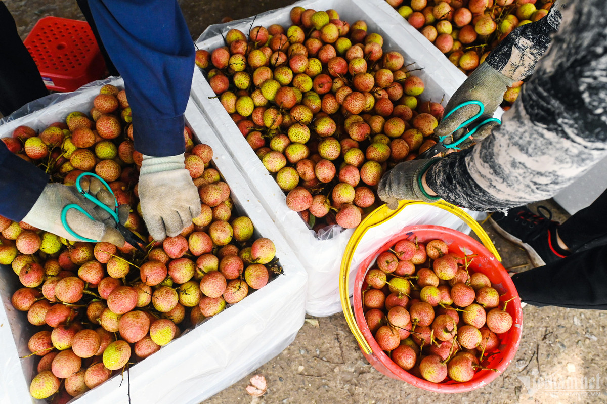 Tại một điểm thu mua vải u hồng chín sớm để xuất khẩu đi Trung Quốc, gần 30 công nhân làm việc hết năng suất trong những ngày đầu vụ. Loại vải này có kích thước nhỏ hơn u trứng trắng, phần ngoài vỏ có gai sần sùi, hương vị cũng khác, dễ chăm bón hơn. Vải u trứng gai được bán tại vườn với giá 35.000 - 50.000 đồng/kg tùy theo chất lượng, mẫu mã.