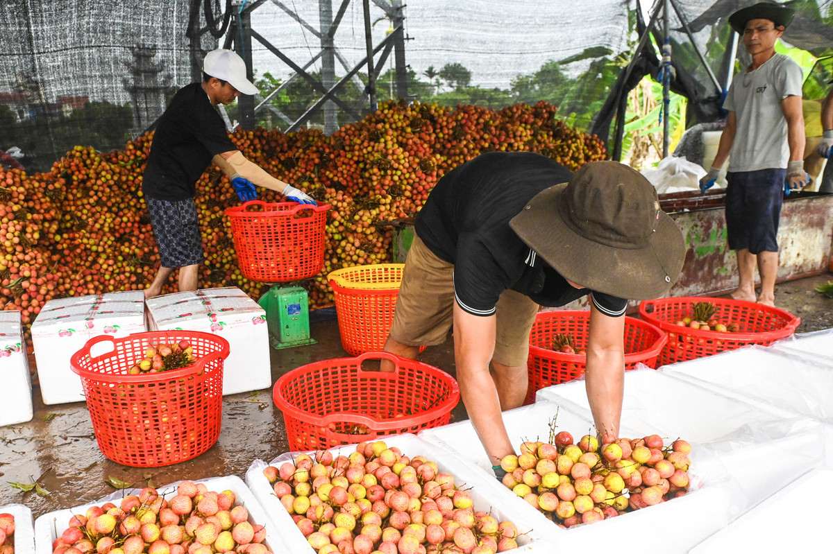 Chị Vân Anh (chủ cơ sở vải xuất khẩu) cho biết, hiện mới bắt đầu thu mua loại vải chín sớm để xuất đi Trung Quốc, chủ yếu là u trứng gai, u hồng. Số lượng vải thu mua đến nay đã lên tới hơn 30 tấn hàng. "Hàng không đủ mà bán vì nhu cầu từ các chợ bên đó cao. Tôi làm nghề thu mua đã vài chục năm nên có nhiều vườn quen và giá cả hợp lý, chứ nhiều thương lái thời điểm này cũng khó tìm được nguồn vải", chị Vân Anh nói.
