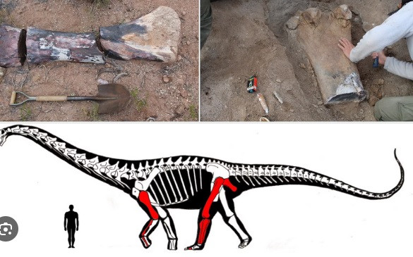 Tuy nhiên, xương hóa thạch của quái thú làm thủng mặt đường nhựa ở vị trí rơi xuống. Sự cố này khiến các chuyên gia đặt tên cho quái thú này là Chucarosaurus diripienda.