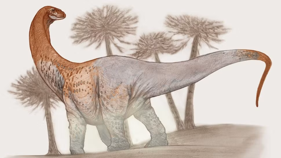 Sauropod là loài khủng long có kích thước to lớn. Chúng có những chiếc chân khổng lồ, cổ dài, đuôi dài và ăn cỏ.
