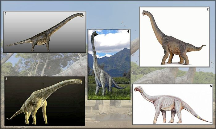 Khi trưởng thành, mỗi cá thể Sauropod nặng khoảng 30 - 40 tấn và chiều dài cơ thể lên tới 30m. Chúng sống trên Trái đất vào khoảng 90 triệu năm trước, tức thuộc kỷ Phấn Trắng - thời đại hoàng kim của khủng long khổng lồ.