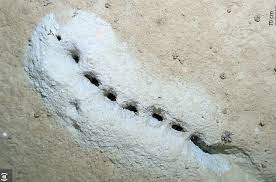 Chuyên gia Julia Sigwart tại Viện Nghiên cứu Senckenberg và Bảo tàng Lịch sử Tự nhiên Frankfurt cho hay camera của chuyến thám hiểm đã quay được những thước phim quý giá. Sau khi xem và kiểm tra tỉ mỉ những thước phim, họ phát hiện có những hàng lỗ nhỏ kỳ lạ dài khoảng 0,5m ở 3 địa điểm tại biển Bering.