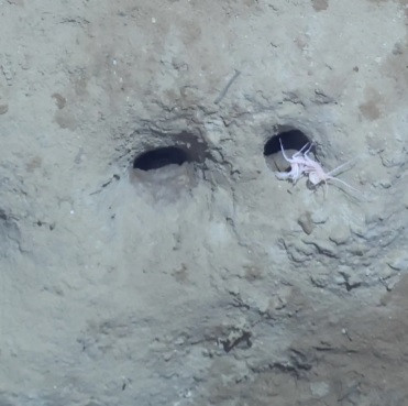 Bởi lẽ, sinh vật trên có kích thước phù hợp và có những chiếc chân thích hợp để đào bới. Chúng đào các lỗ để trú ẩn, làm tổ hoặc giúp xáo trộn bùn, luân chuyển các chất hóa học trong hệ sinh thái biển.