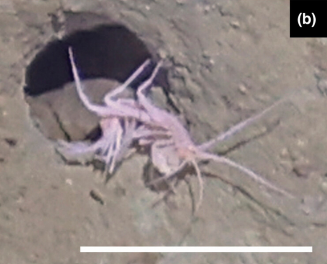 Về sau, nhóm nghiên cứu nhìn thấy một sinh vật lạ thuộc bộ Giáp xác chân khớp (Amphipoda) màu hồng, có vẻ thuộc chi Maera, xuất hiện ở một chiếc lỗ. Điều này khiến họ cho rằng đây có thể chính là "thủ phạm" tạo ra những lỗ bí ẩn dưới đáy biển Bering.