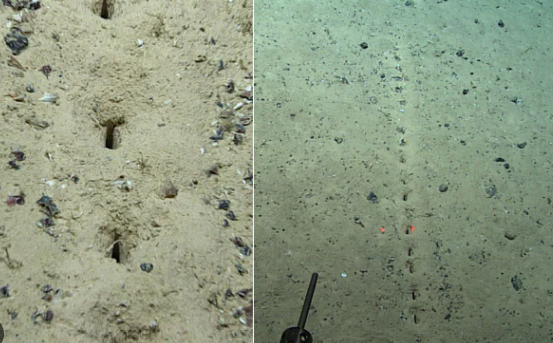 Nhóm nghiên cứu nhận định nhiều khả năng sinh vật tạo ra những lỗ bí ẩn dưới đáy biển Bering là một loài mới. Do vậy, họ sẽ cần nghiên cứu sâu hơn để tìm ra câu trả lời chính xác nhất.