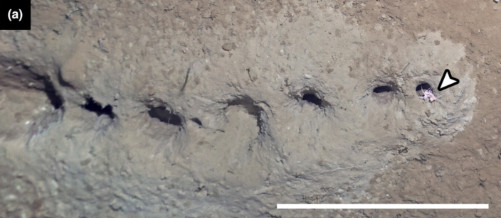 Việc tìm thấy những hàng lỗ nhỏ dưới đáy biển Bering khiến nhóm nghiên cứu dành thời gian nghiên cứu, giải mã "thủ phạm" tạo ra chúng.