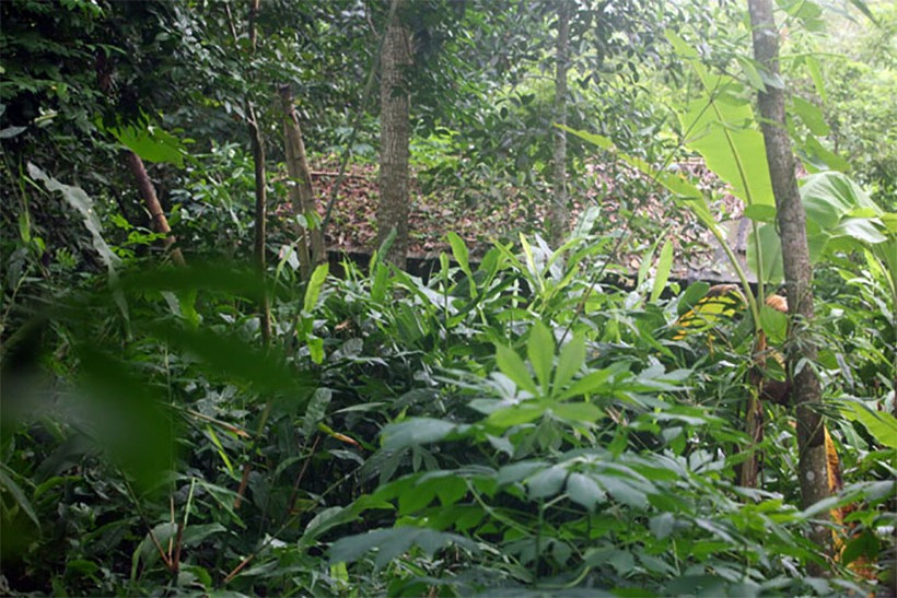 Bất ngờ cuộc sống hiện tại của "gia đình âm binh" ở Thanh Hóa - Hình 2 Bat ngo cuoc song hien tai cua