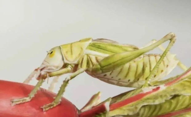 Điều này khiến các nhà nghiên cứu vô cùng tò mò nên cố gắng tìm hiểu kỹ thuật chạm khắc ngà voi của người dân sống cách đây hơn 300 năm.