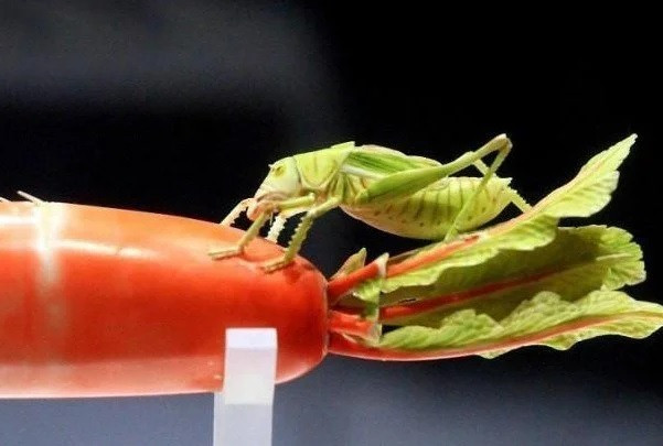 Về mục đích tạo ra "cây cải thảo" và "củ cải", một số chuyên gia cho rằng chúng phát âm gần giống với từ "của cải". Vậy nên, chúng có thể được người xưa tạo ra như vật trang trí phong thủy giúp chủ nhân may mắn, thịnh vượng.