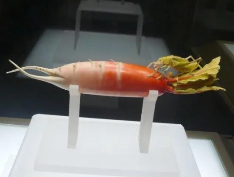 Đến năm 1997, bảo tàng Hà Nam tiến hành một cuộc khảo sát và thu thập các di tích văn hóa từ người dân. Khi các chuyên gia thuộc bảo tàng đến địa phương, ông Hồ đã đem "cây cải thảo" và "củ cải" đến để họ kiểm tra xem đó thực chất là gì.