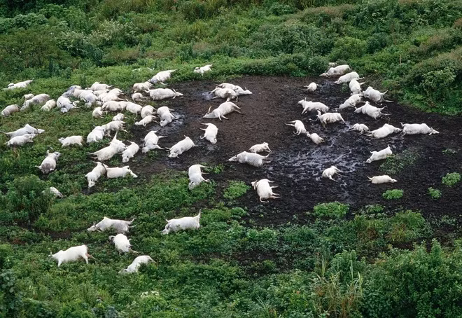 Hậu quả là 1.746 người thiệt mạng và hơn 3.500 gia súc chết chỉ trong thời gian rất ngắn. Những ngôi làng gần hồ Nyos chịu ảnh hưởng nhiều nhất.