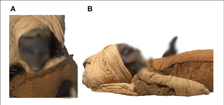 Để giải mã bí ẩn về nguyên nhân tử vong của nhà vua Ai Cập này, các chuyên gia đã tìm kiếm các ghi chép, sử liệu cũng như tìm kiếm các bằng chứng khoa học trên xác ướp.