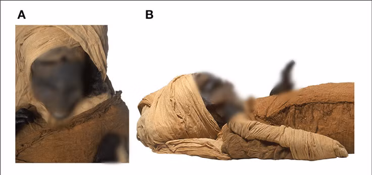 Để giải mã bí ẩn về nguyên nhân tử vong của nhà vua Ai Cập này, các chuyên gia đã tìm kiếm các ghi chép, sử liệu cũng như tìm kiếm các bằng chứng khoa học trên xác ướp.