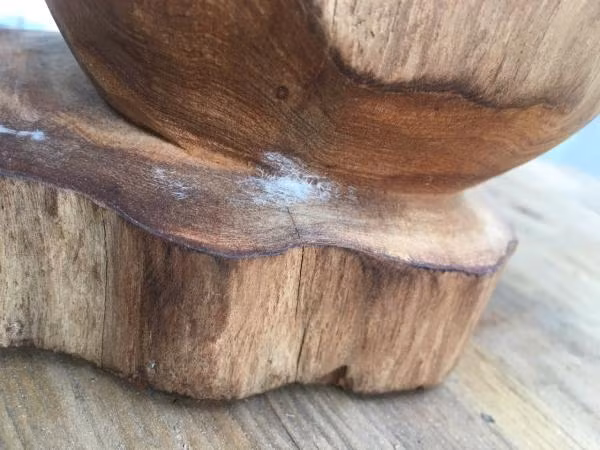 Có tên khoa học là Cupressus funebris, ngọc am thuộc nhóm 1A trong danh mục phân loại thực vật quý hiếm. Đây là loài cây thân gỗ thơm ngát, lá kim và được các nhà thực vật xếp vào họ hoàng đàn.