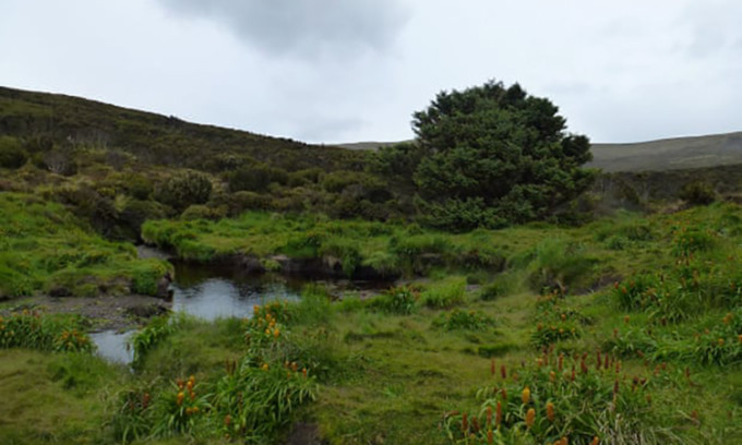 Theo các nhà nghiên cứu, cây vân sam sitka trên đảo Campbell do Lord Ranfurly - Thống đốc New Zealand, trồng vào đầu những năm 1900. Vì vậy, cây thân gỗ này còn được gọi với cái tên khác là cây Ranfurly. Hiện các nhà nghiên cứu chưa thể xác định tuổi chính xác của cây cô đơn nhất hành tinh.
