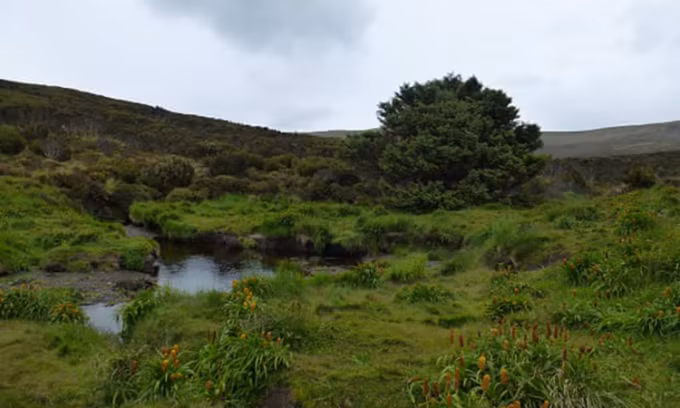 Theo các nhà nghiên cứu, cây vân sam sitka trên đảo Campbell do Lord Ranfurly - Thống đốc New Zealand, trồng vào đầu những năm 1900. Vì vậy, cây thân gỗ này còn được gọi với cái tên khác là cây Ranfurly. Hiện các nhà nghiên cứu chưa thể xác định tuổi chính xác của cây cô đơn nhất hành tinh.