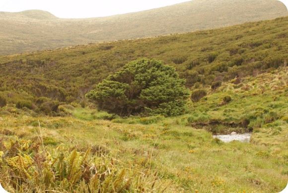 "Chỉ khoảng 50% lượng CO2 mà con người tạo ra từ việc đốt nhiên liệu hóa thạch ở lại khí quyển trong khi 50% còn lại ngấm vào đất và đại dương. Nam Đại Dương - một trong những bể chứa carbon - nhận khoảng 10% tổng lượng khí thải mà chúng ta tạo ra trong 150 năm qua", Tiến sĩ Turnbull cho hay.