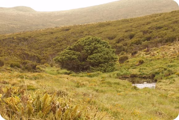 "Chỉ khoảng 50% lượng CO2 mà con người tạo ra từ việc đốt nhiên liệu hóa thạch ở lại khí quyển trong khi 50% còn lại ngấm vào đất và đại dương. Nam Đại Dương - một trong những bể chứa carbon - nhận khoảng 10% tổng lượng khí thải mà chúng ta tạo ra trong 150 năm qua", Tiến sĩ Turnbull cho hay.