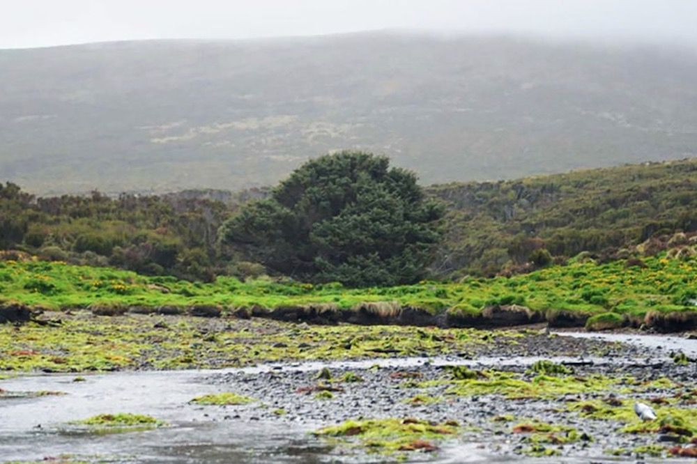 Tiến sĩ Jocelyn Turnbull là nhà khoa học carbon phóng xạ tại viện nghiên cứu GNS Science đã dành nhiều thời gian nghiên cứu cây vân sam sitka trên đảo Campbell. Nhà nghiên cứu này cho rằng, việc nghiên cứu cây thân gỗ này có thể là một công cụ hữu ích để tìm hiểu sự hấp thụ CO2 ở Nam Đại Dương.