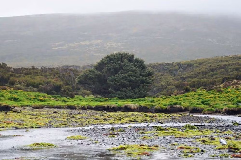 Tiến sĩ Jocelyn Turnbull là nhà khoa học carbon phóng xạ tại viện nghiên cứu GNS Science đã dành nhiều thời gian nghiên cứu cây vân sam sitka trên đảo Campbell. Nhà nghiên cứu này cho rằng, việc nghiên cứu cây thân gỗ này có thể là một công cụ hữu ích để tìm hiểu sự hấp thụ CO2 ở Nam Đại Dương.