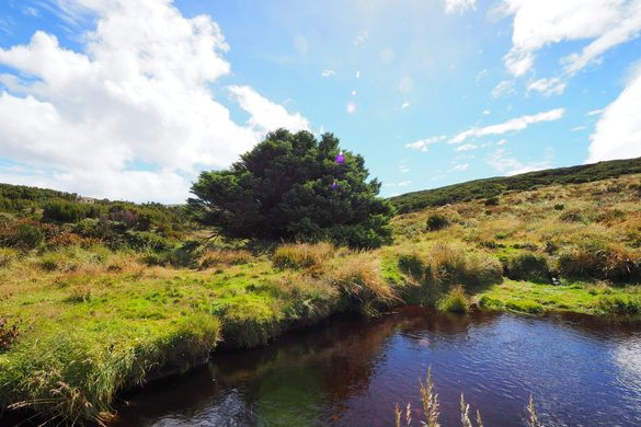 Những cây thích hợp cho nghiên cứu để giải mã bí ẩn này rất hiếm ở Nam Đại Dương. Cây vân sam sitka trên đảo Campbell là cây xa nhất về phía Nam mà mà nhóm nghiên cứu tìm được và hứa hẹn sẽ cung cấp dữ liệu tốt để giải mã bí ẩn về biến đổi khí hậu.
