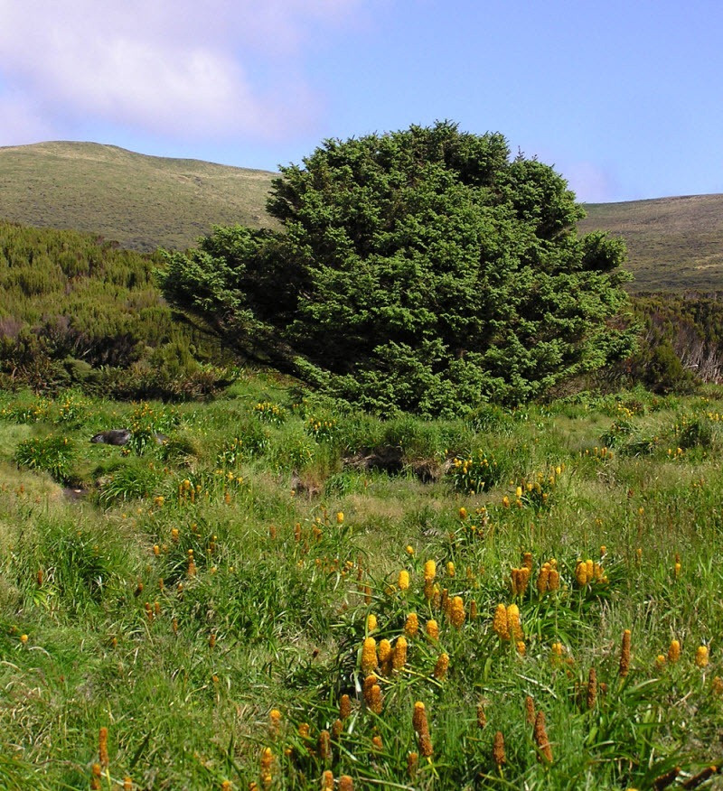 Cây vân sam sitka trên đảo Campbell cao khoảng 9m, nắm giữ Kỷ lục Guinness Thế giới là cây thân gỗ xa xôi nhất trên Trái đất. Đây cũng là cây thân gỗ duy nhất tại hòn đảo Campbell. Cây vân sam sitka trên đảo Campbell là cây thân gỗ duy nhất trong vòng 222 km xung quanh. "Họ hàng" gần nhất của cây vân sam sitka trên đảo Campbell là cái cây mọc trên quần đảo Auckland.